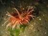 Photo of Urticina lofotensis